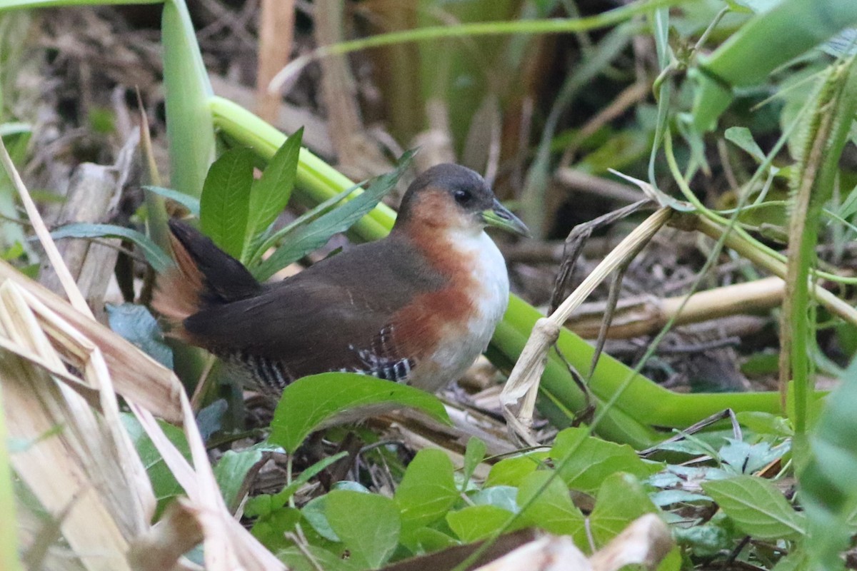 Rufous-sided Crake - ML612105400