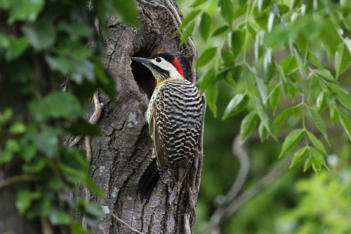 Green-barred Woodpecker - ML612105408