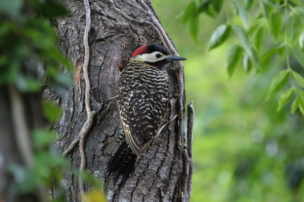 Green-barred Woodpecker - Robert McNab