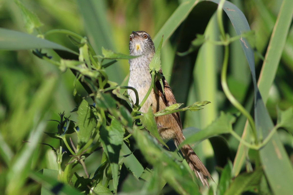 Sulphur-bearded Reedhaunter - ML612105420