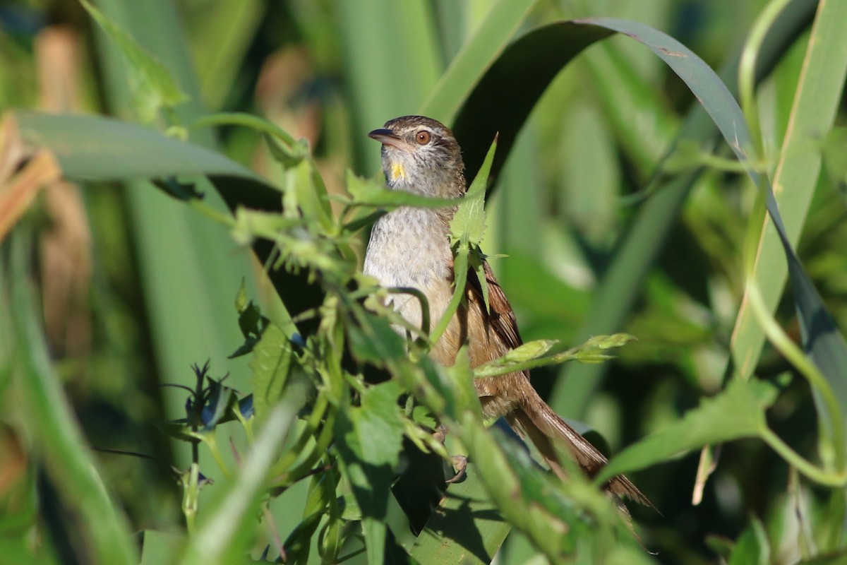 Sulphur-bearded Reedhaunter - ML612105423