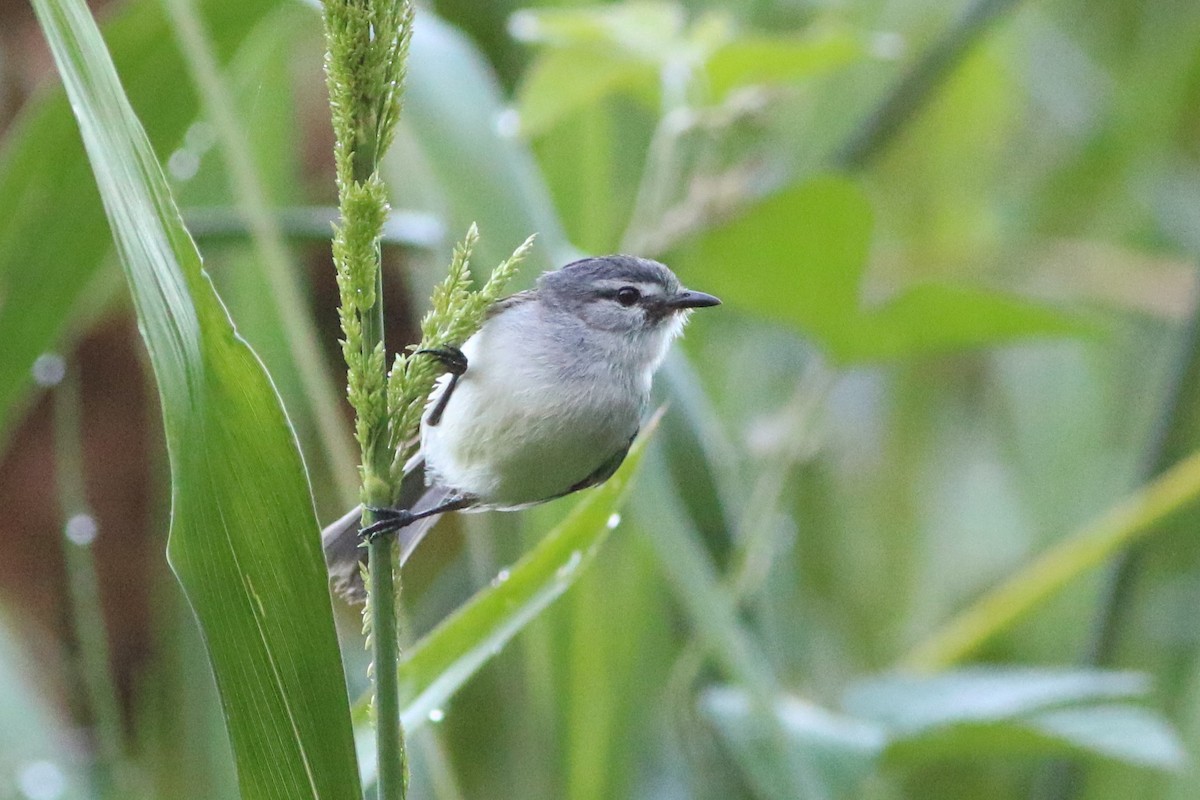 White-crested Tyrannulet - ML612105463