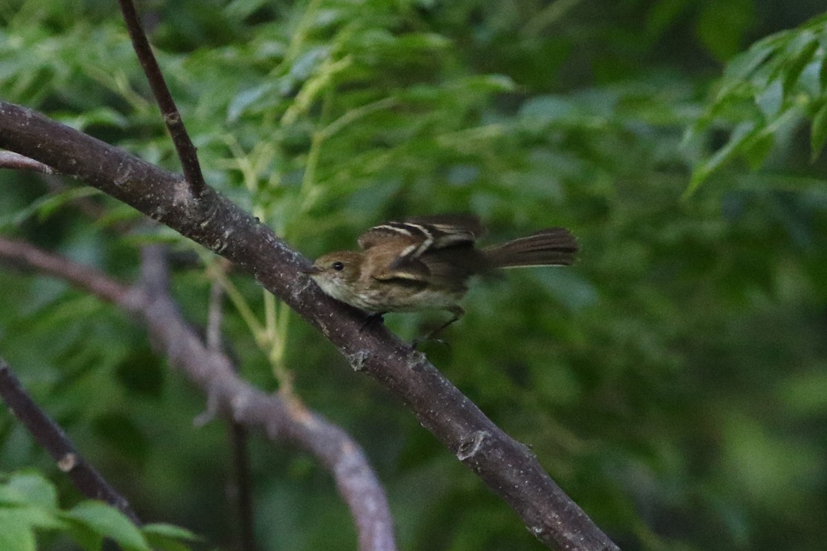 Bran-colored Flycatcher - ML612105470