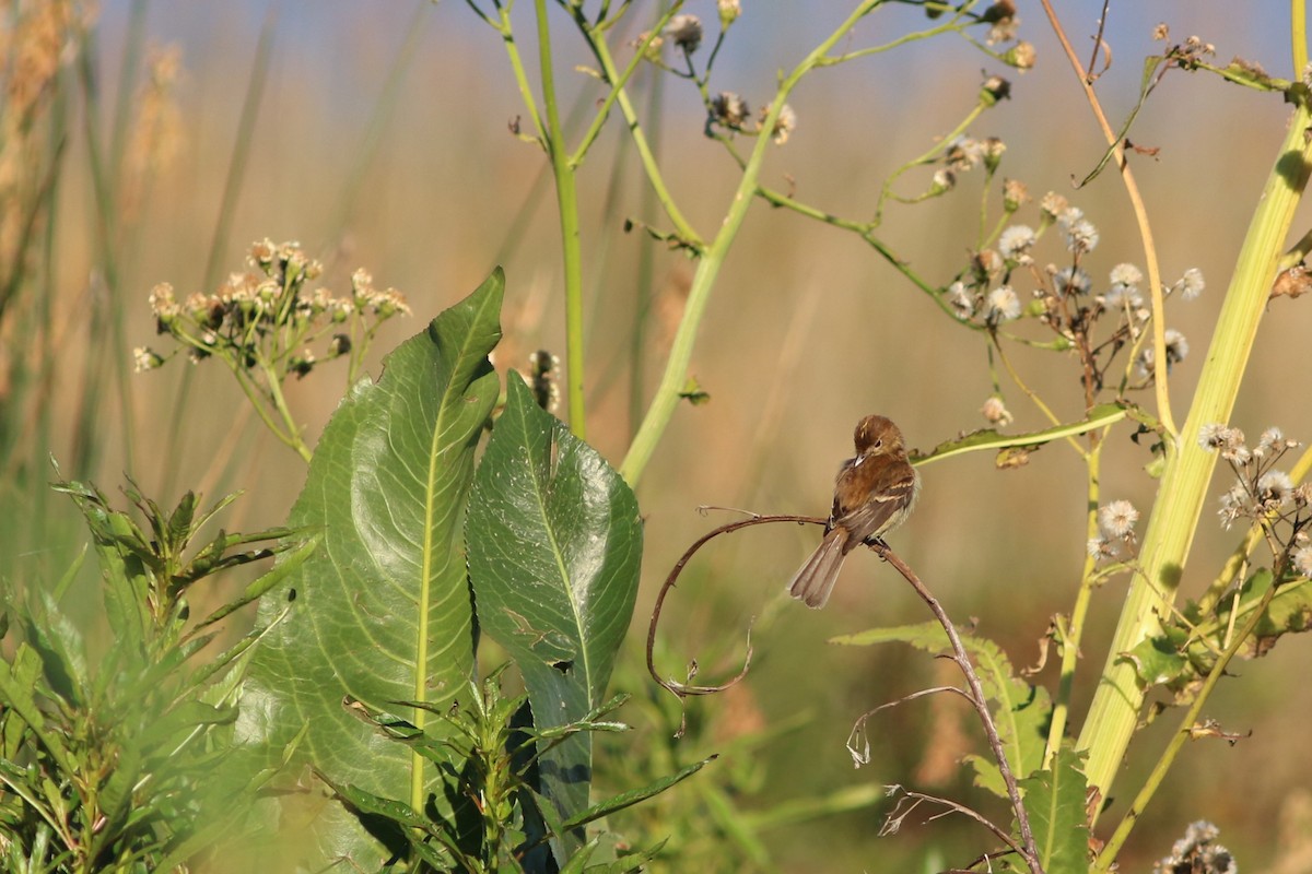 Mosquero Estriado - ML612105471