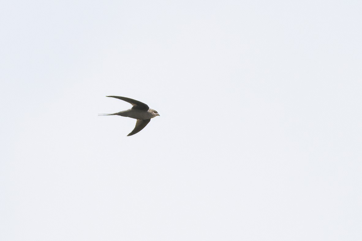 Asian Palm Swift - Ravi Jesudas