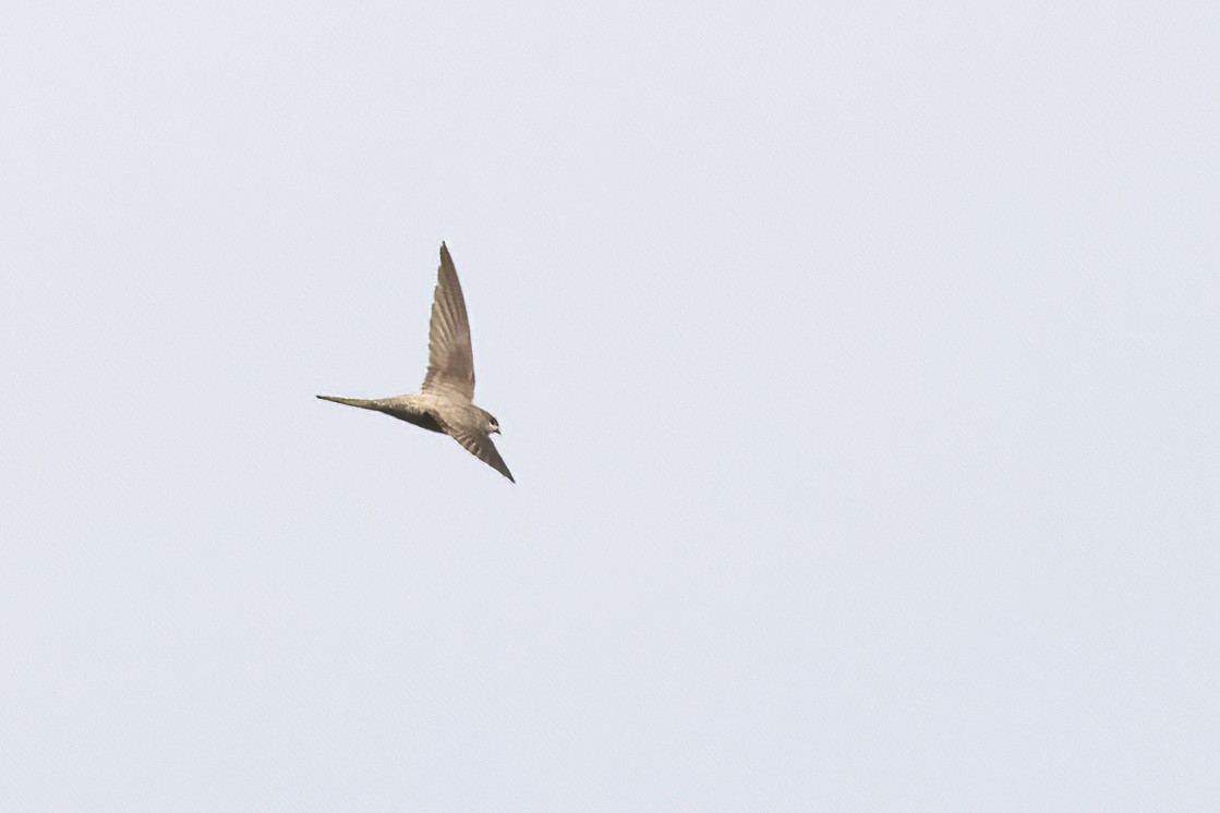 Asian Palm Swift - ML612105483