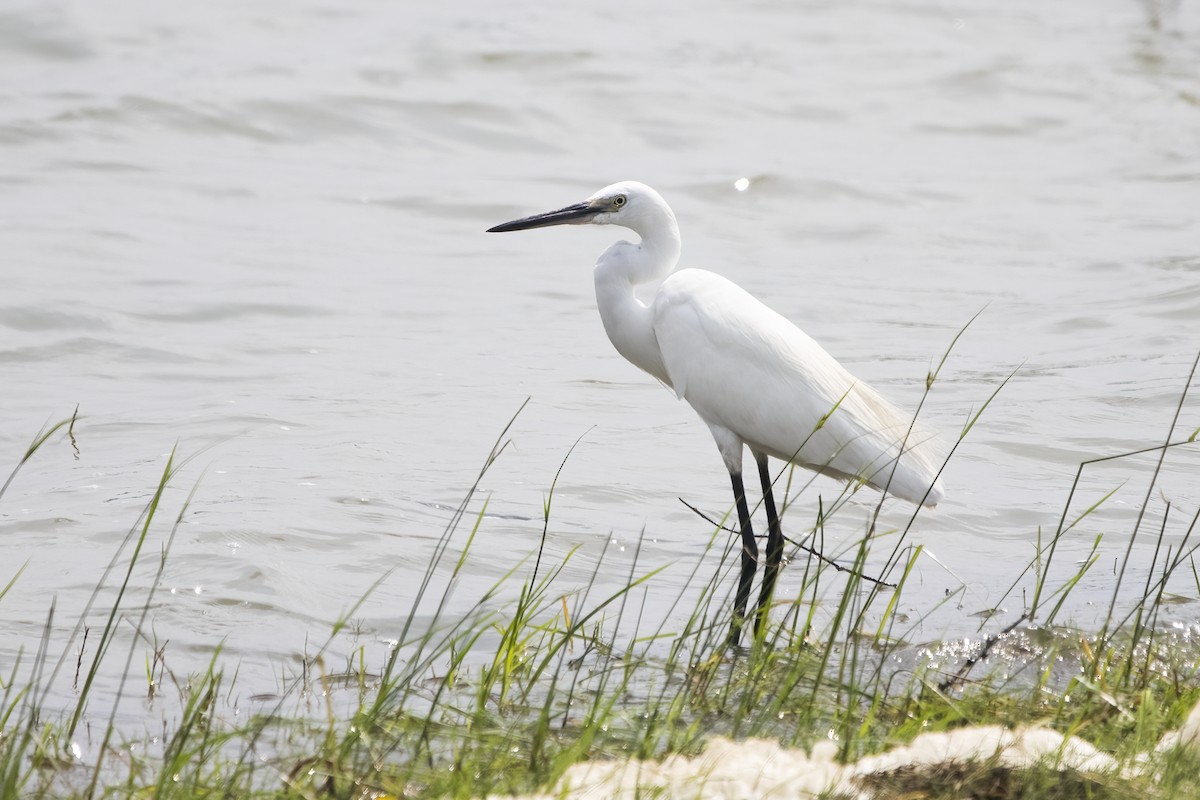 Little Egret - ML612105488