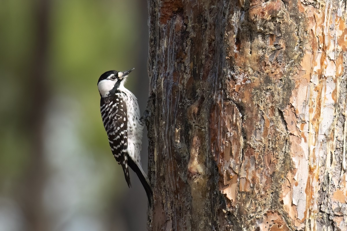 Red-cockaded Woodpecker - Kalpesh Krishna