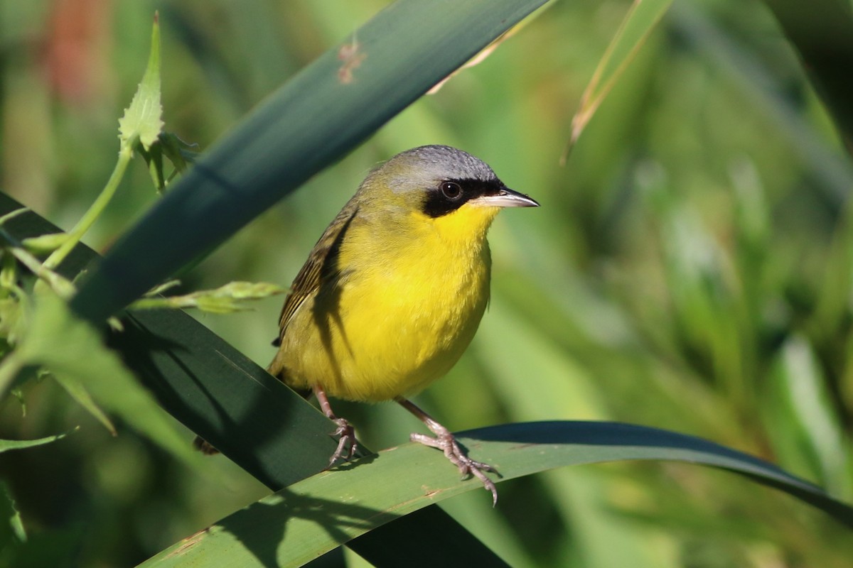 Southern Yellowthroat - ML612105494