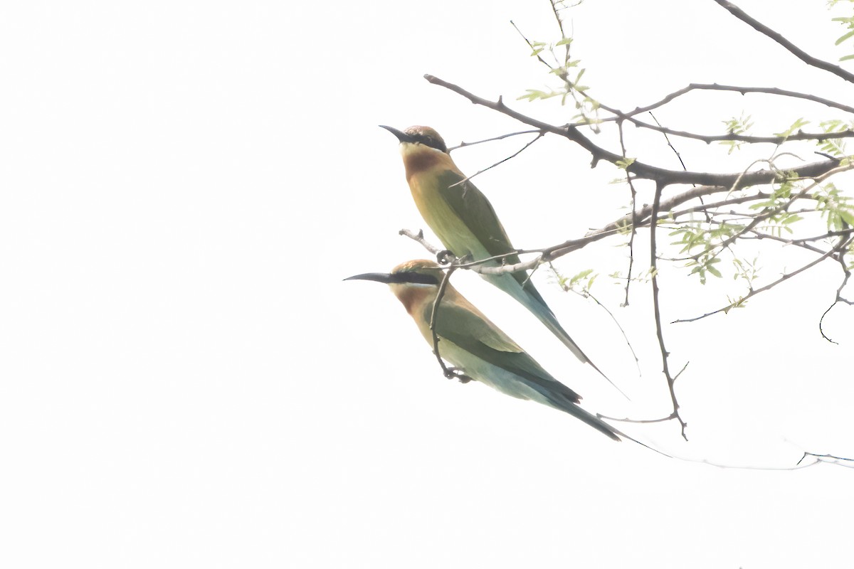 Blue-tailed Bee-eater - Ravi Jesudas