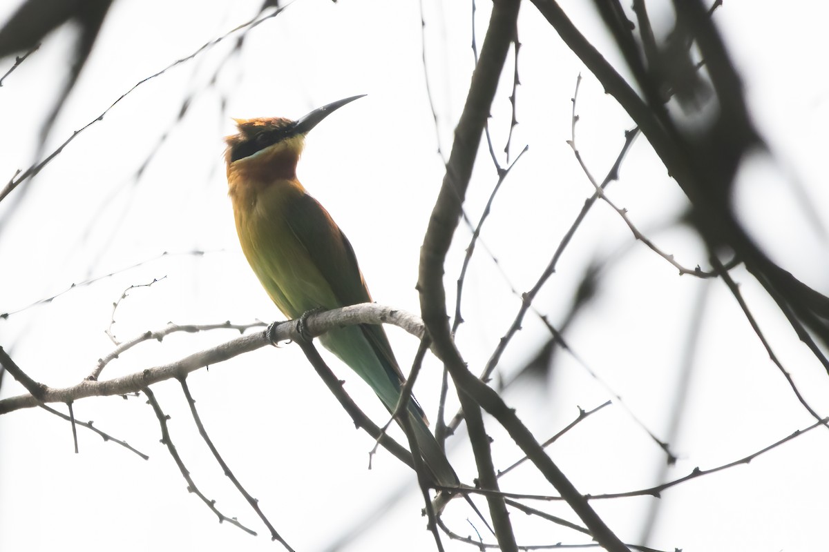 Blue-tailed Bee-eater - ML612105506