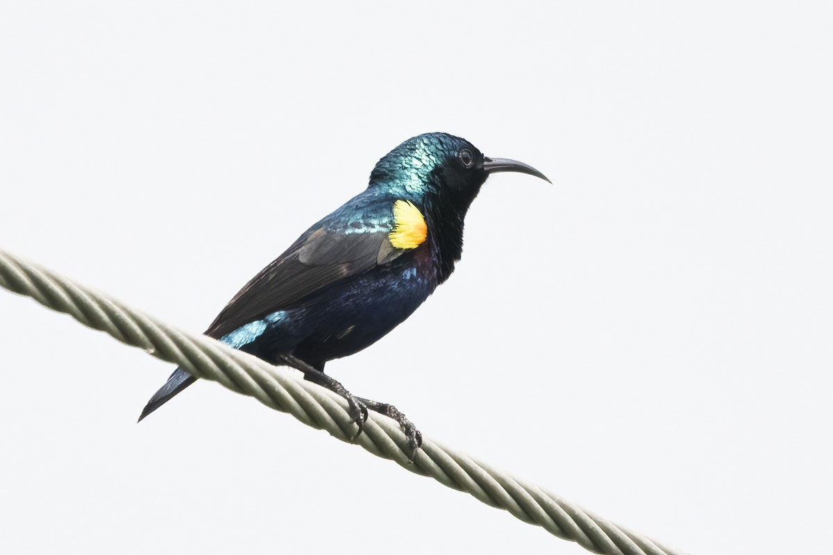 Purple Sunbird - Ravi Jesudas