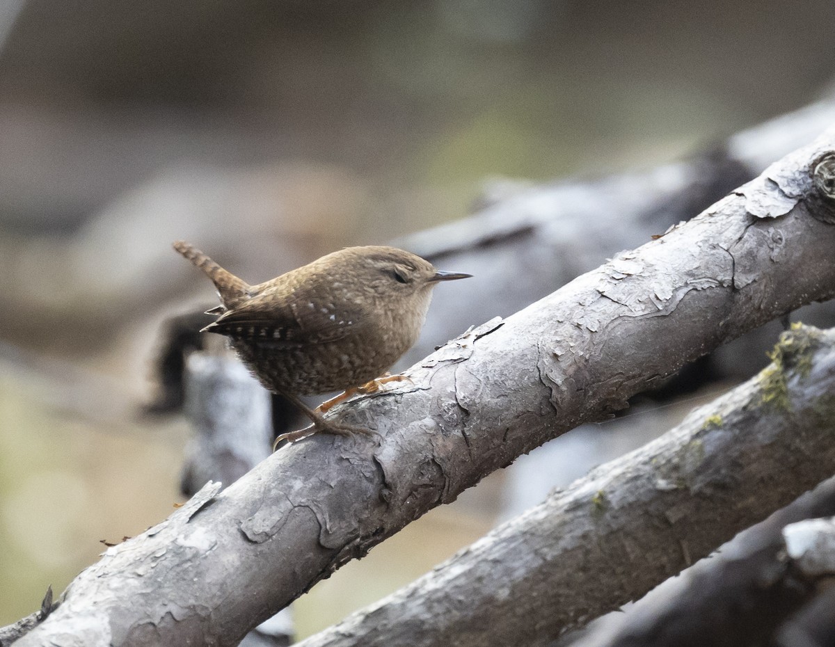 Winter Wren - ML612105546