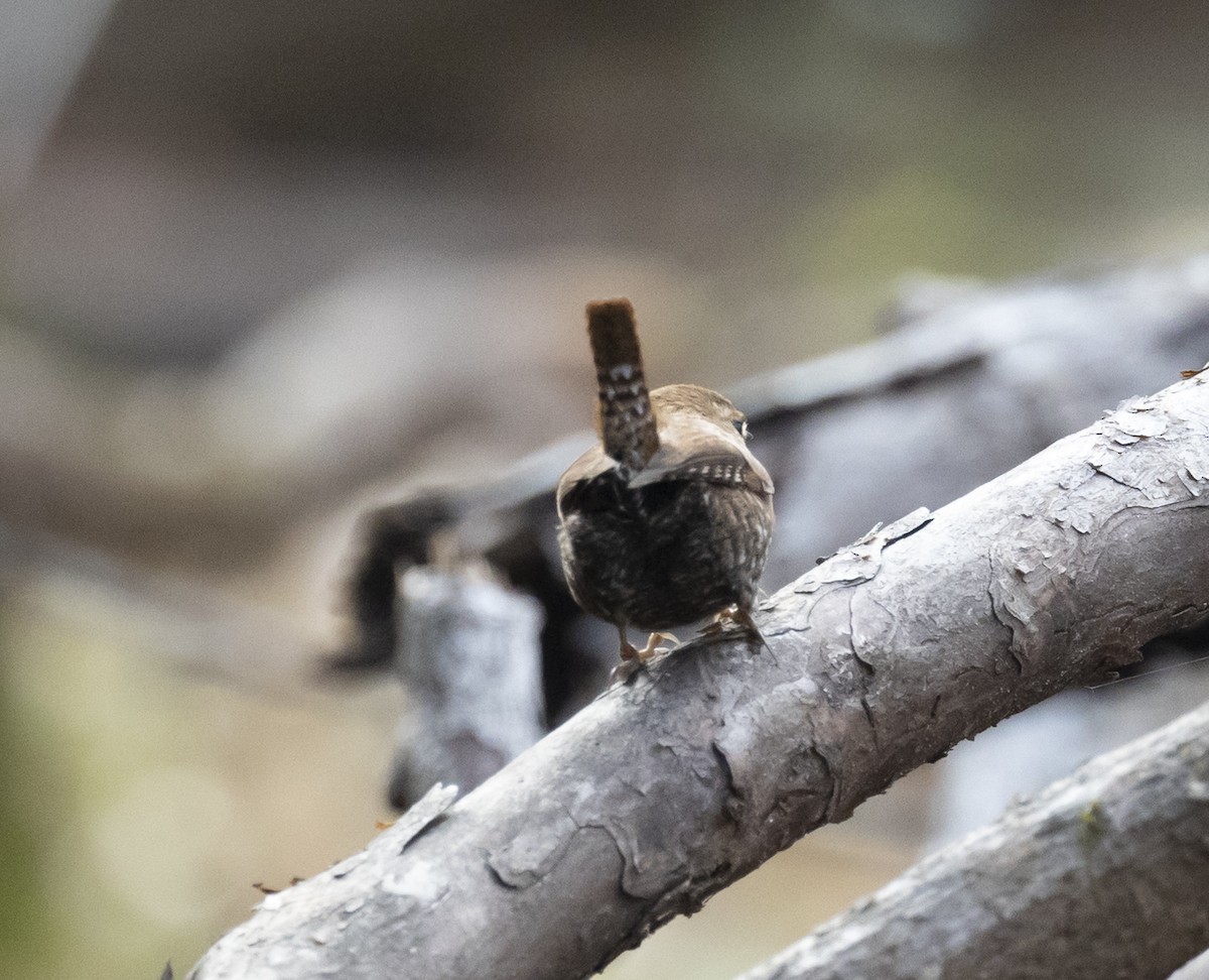 Winter Wren - Jennifer Miller