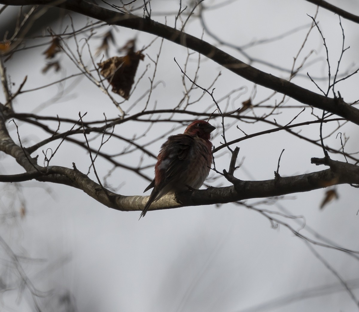 Purple Finch - Jennifer Miller