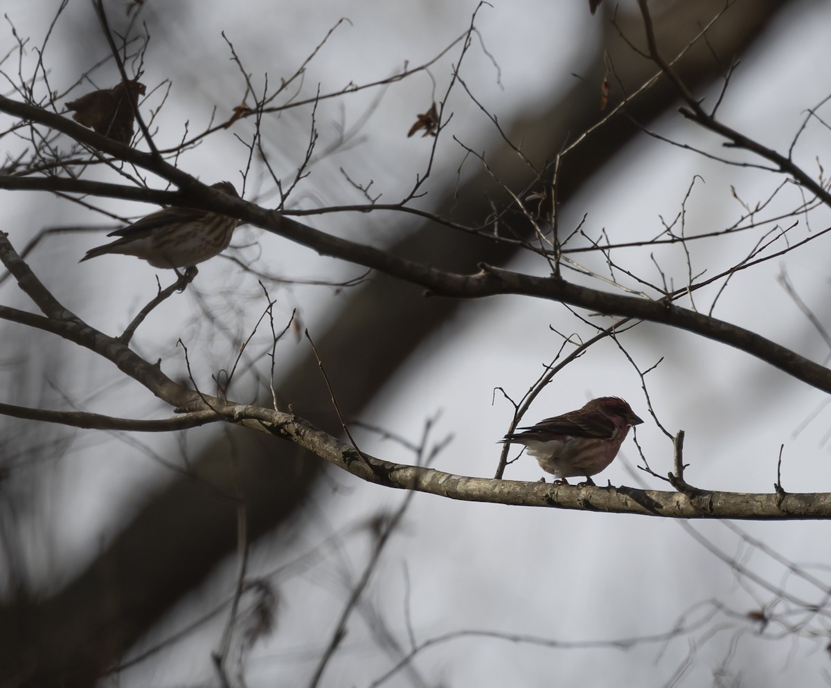 Purple Finch - ML612105567