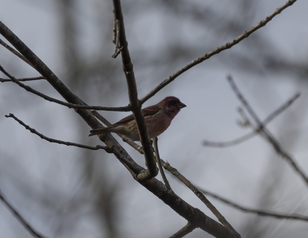 Purple Finch - ML612105568