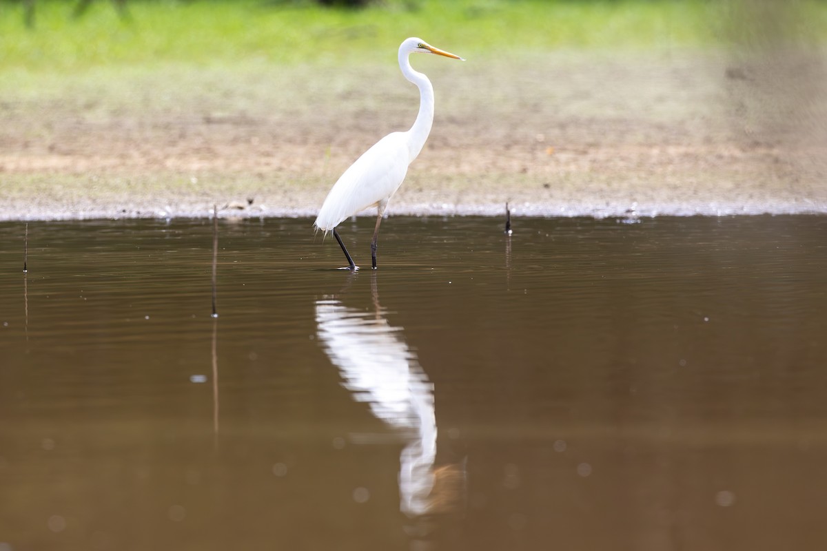 Great Egret - ML612105610