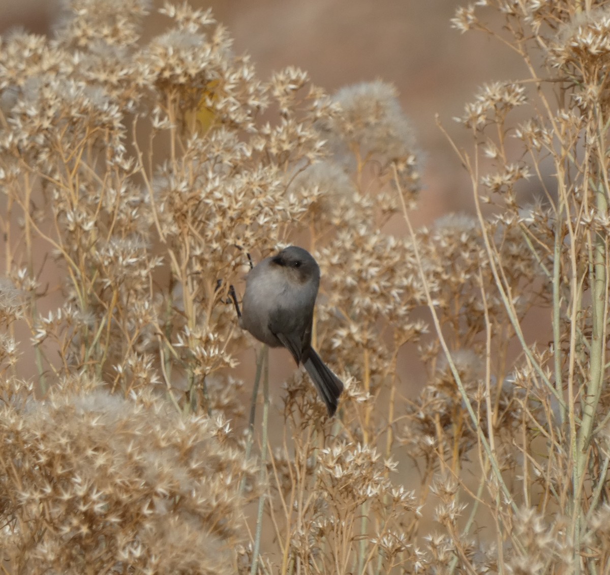 Bushtit - ML612105621