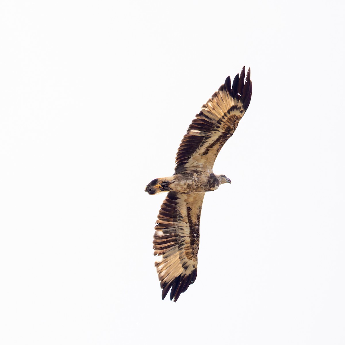 White-bellied Sea-Eagle - Chris Kennelly