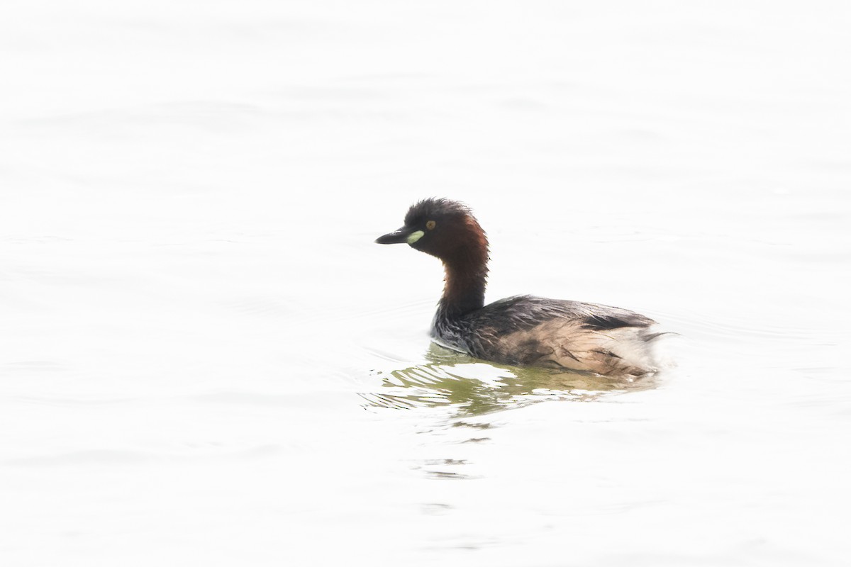 Little Grebe - ML612105631