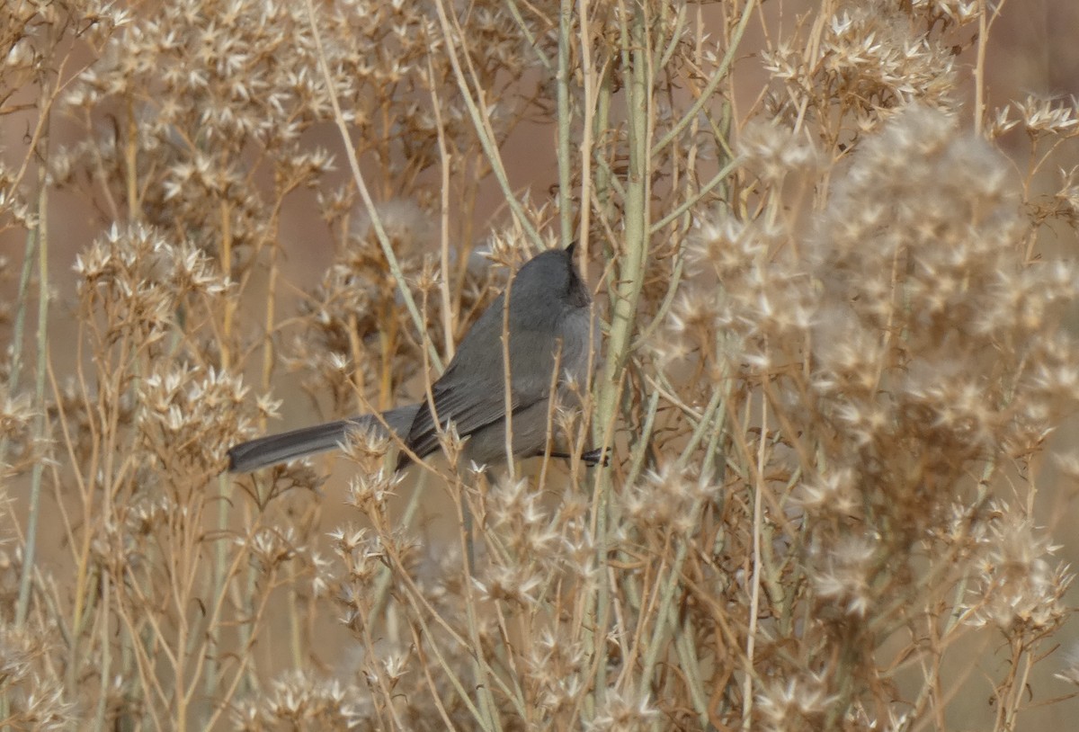 Bushtit - ML612105650