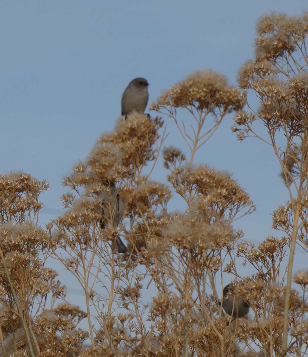 Bushtit - ML612105664