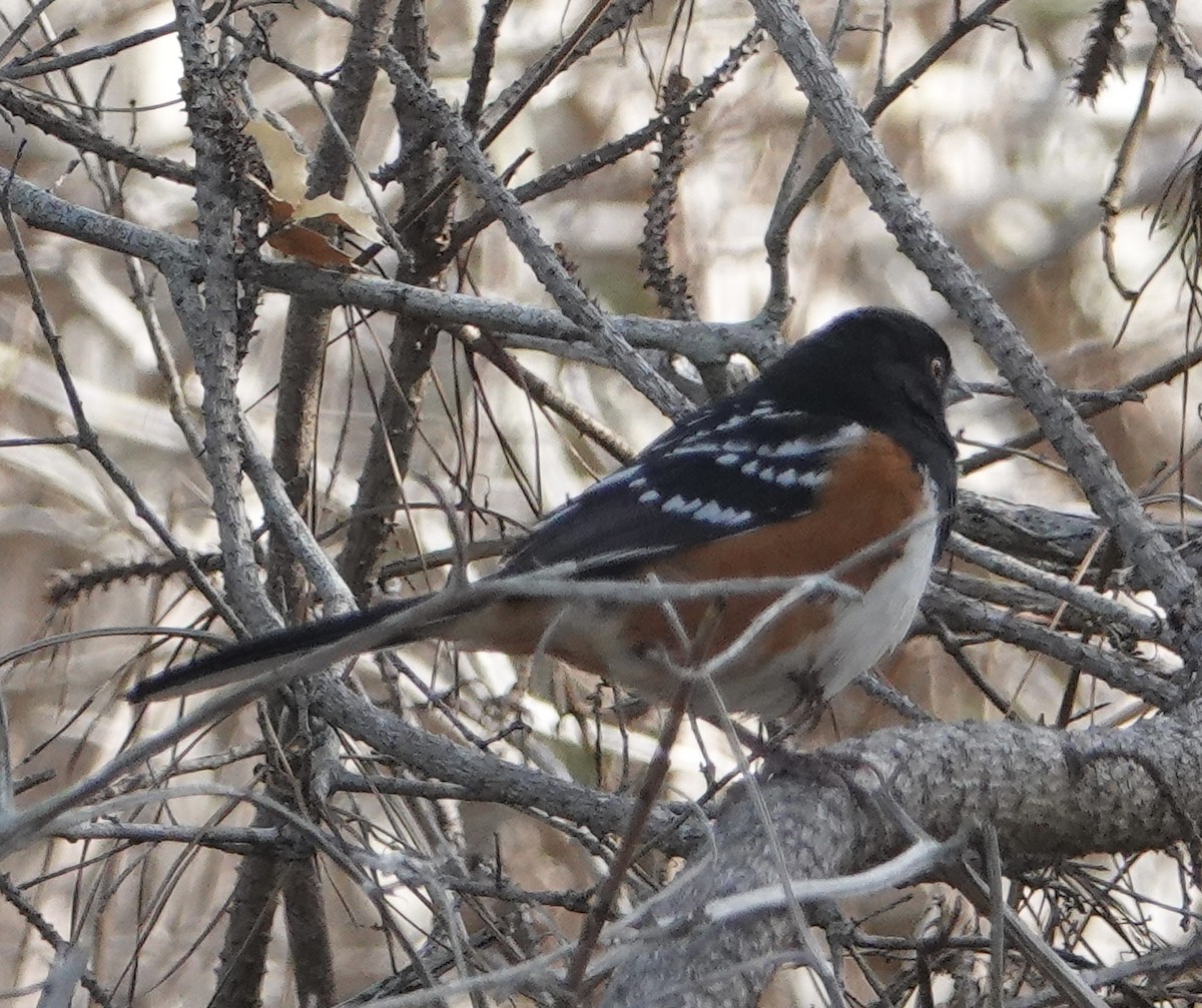 Spotted Towhee - ML612105667