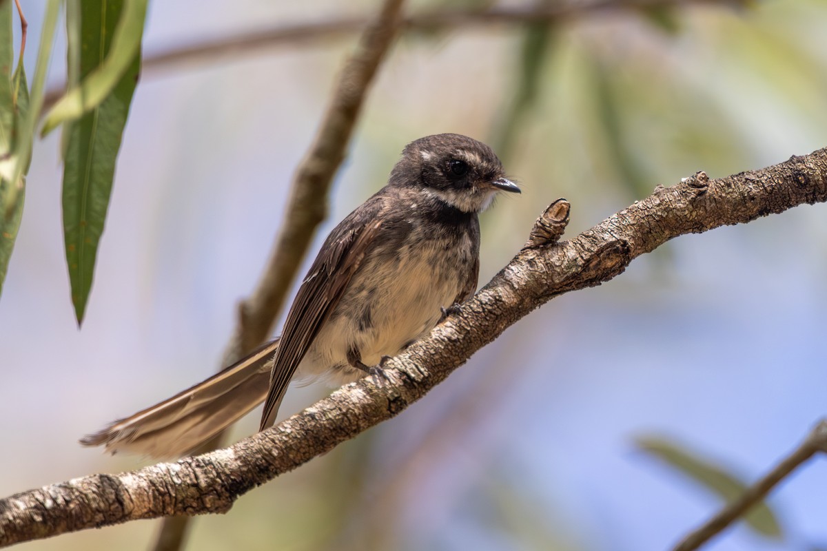 Gray Fantail - ML612105689