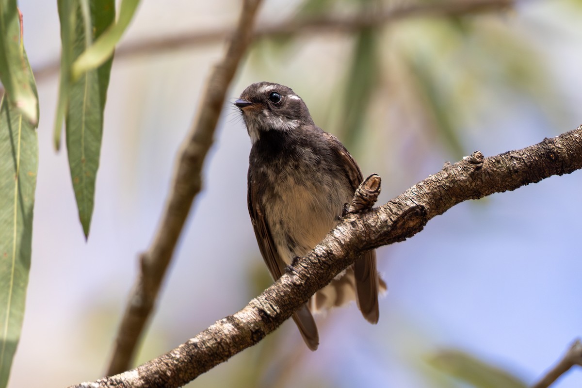 Gray Fantail - ML612105699