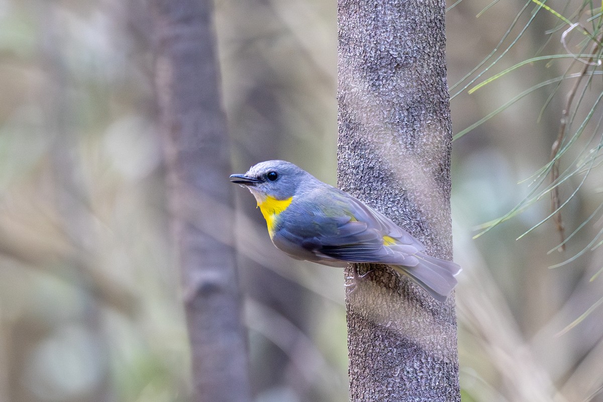 Eastern Yellow Robin - ML612105730