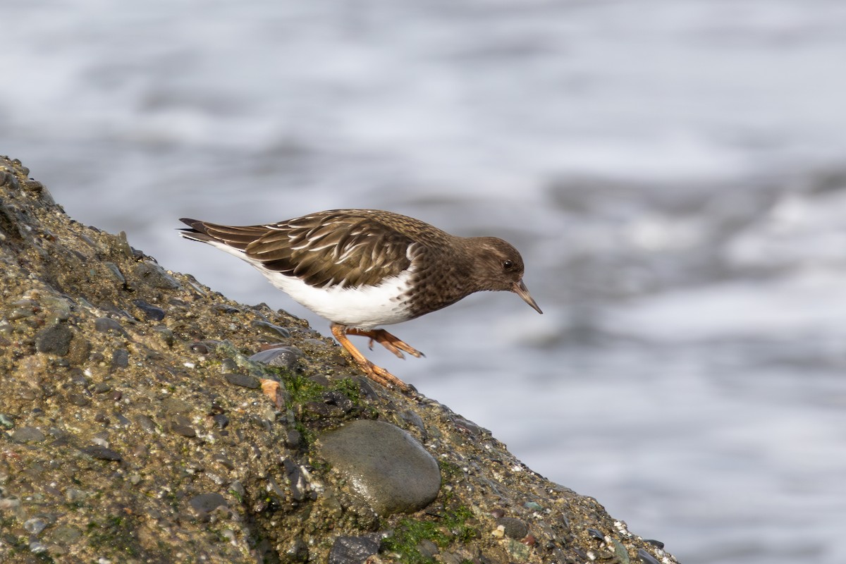 Black Turnstone - ML612105747