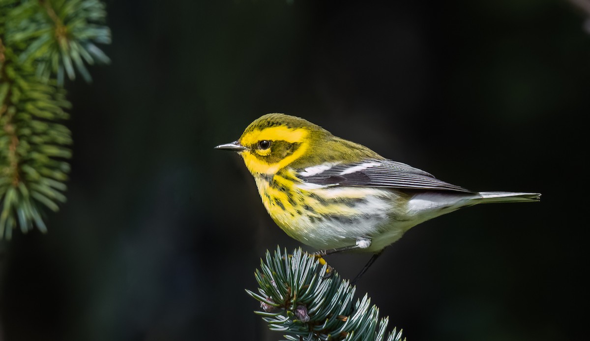 Townsend's Warbler - ML612105785