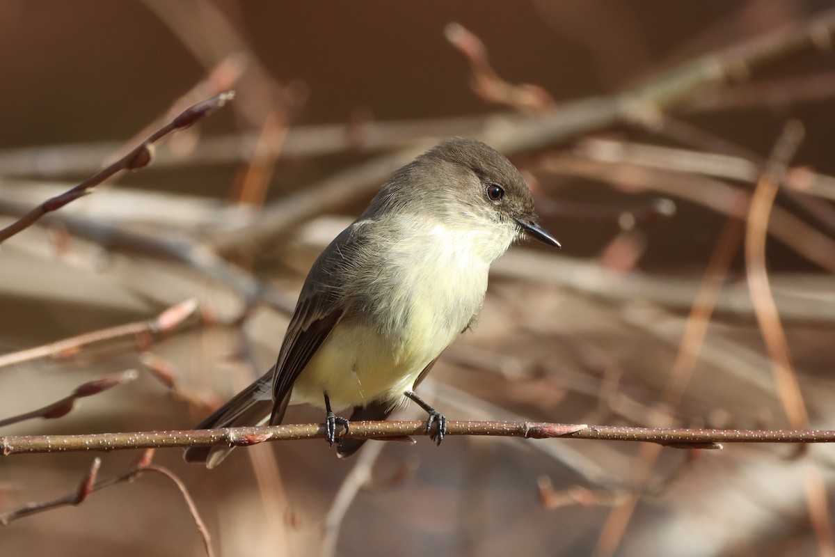 Eastern Phoebe - ML612105832