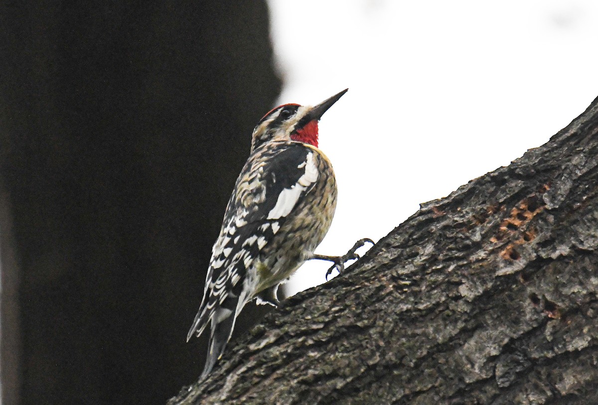 Yellow-bellied Sapsucker - ML612105838