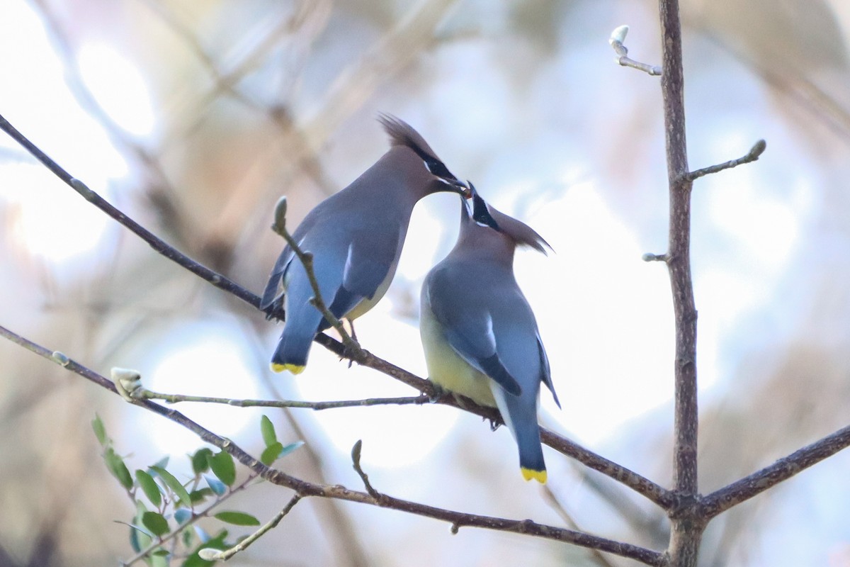 Cedar Waxwing - ML612105841