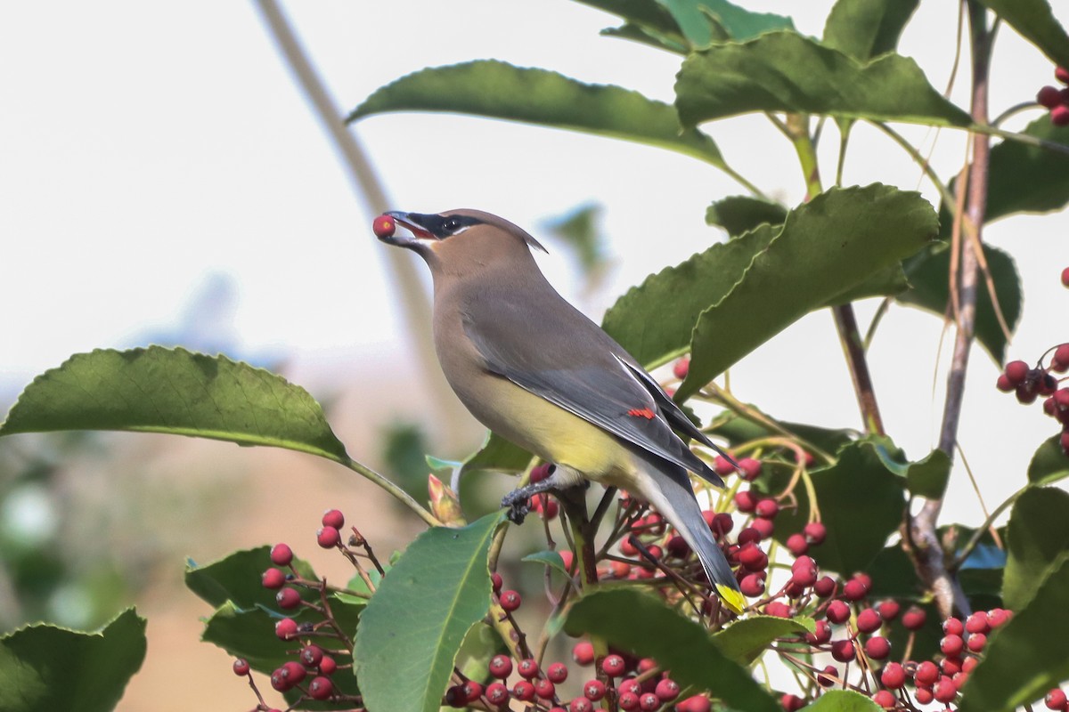 Cedar Waxwing - ML612105842