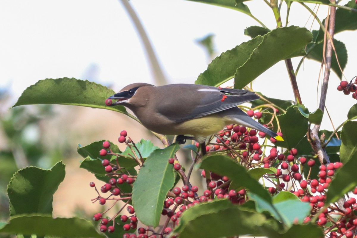 Cedar Waxwing - ML612105843