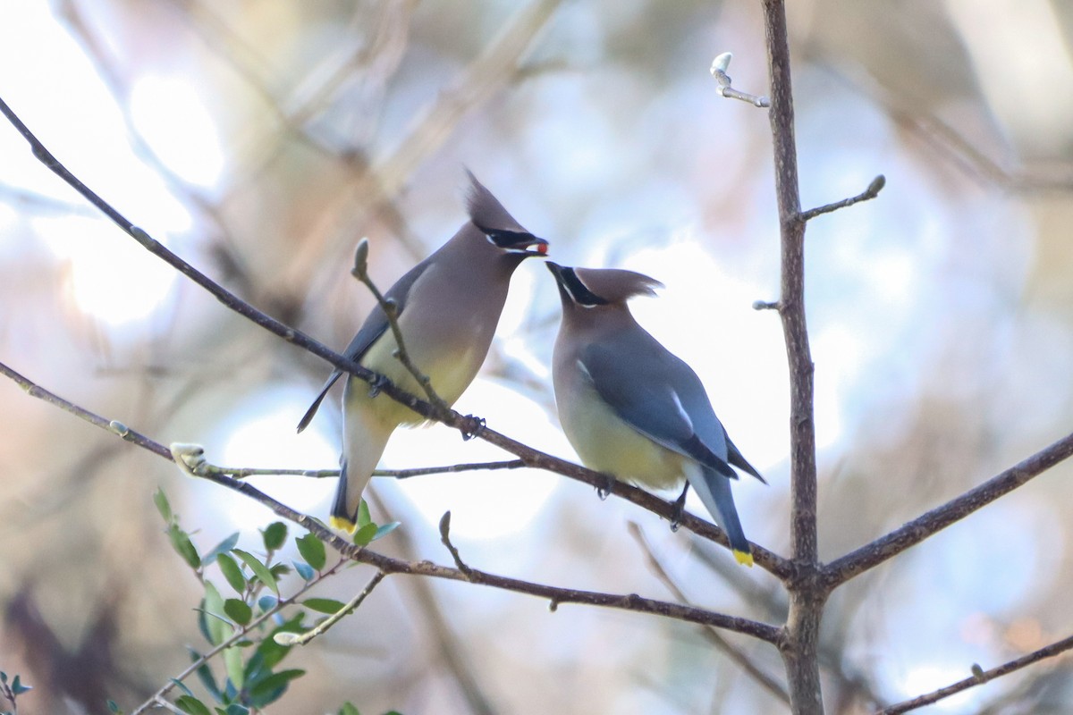 Cedar Waxwing - ML612105844