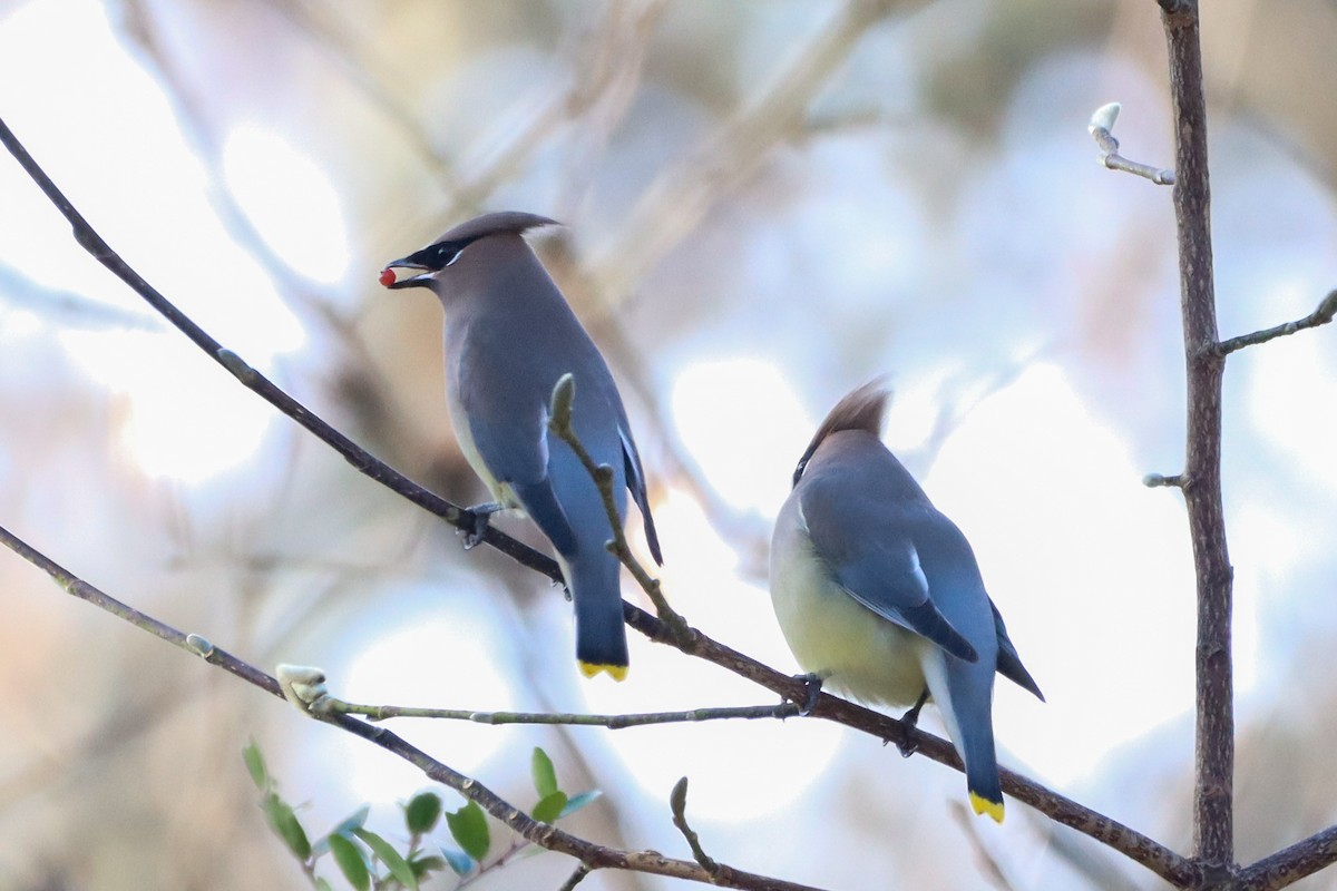 Cedar Waxwing - ML612105845