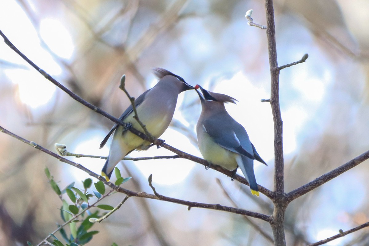 Cedar Waxwing - ML612105846