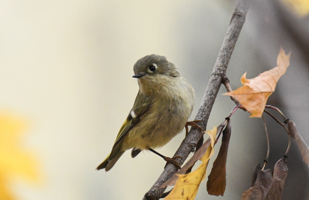 Ruby-crowned Kinglet - ML612105847