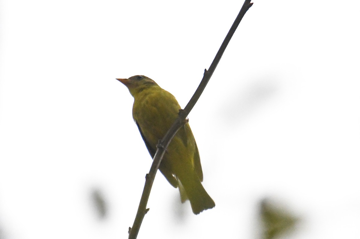 Western Tanager - ML612105859