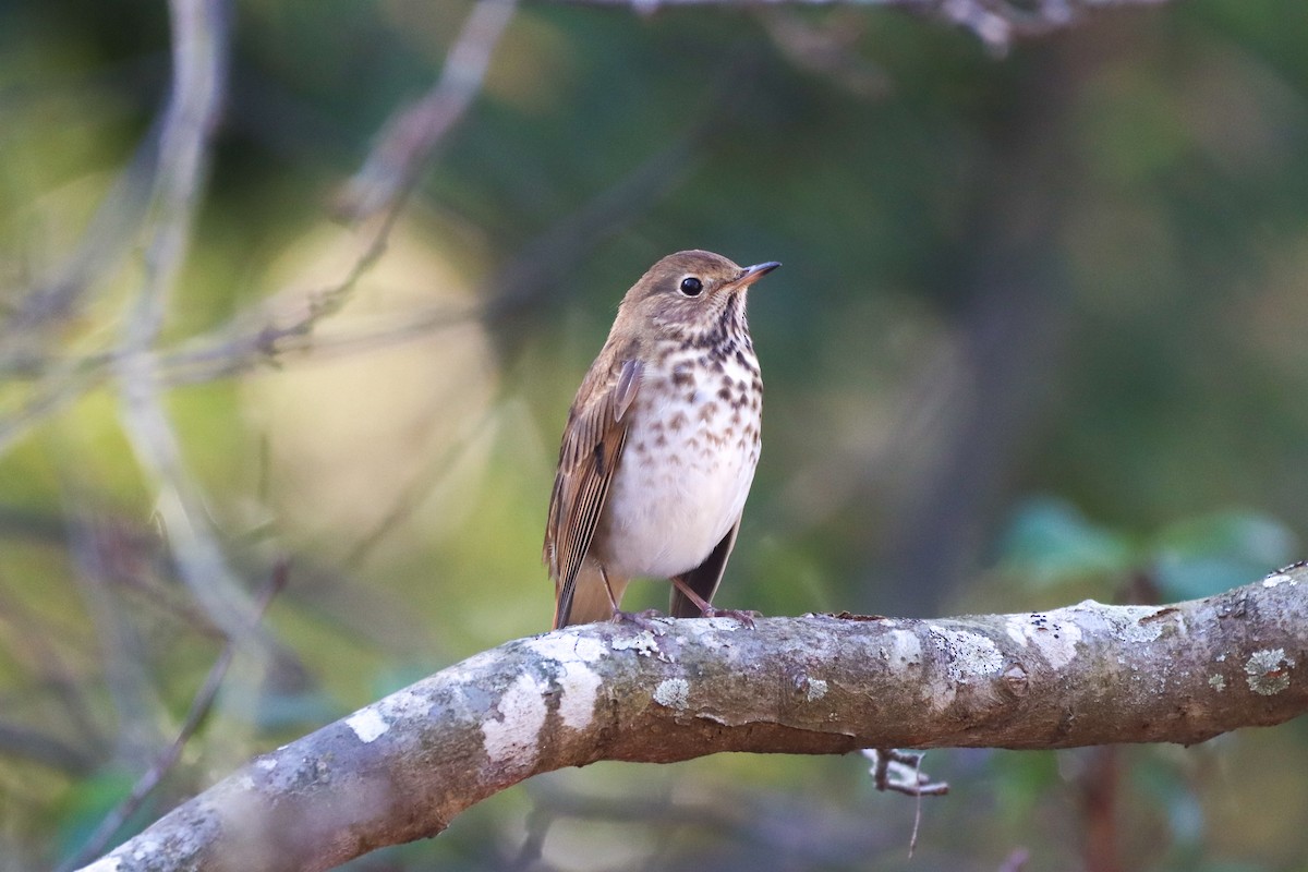 Hermit Thrush - ML612105860