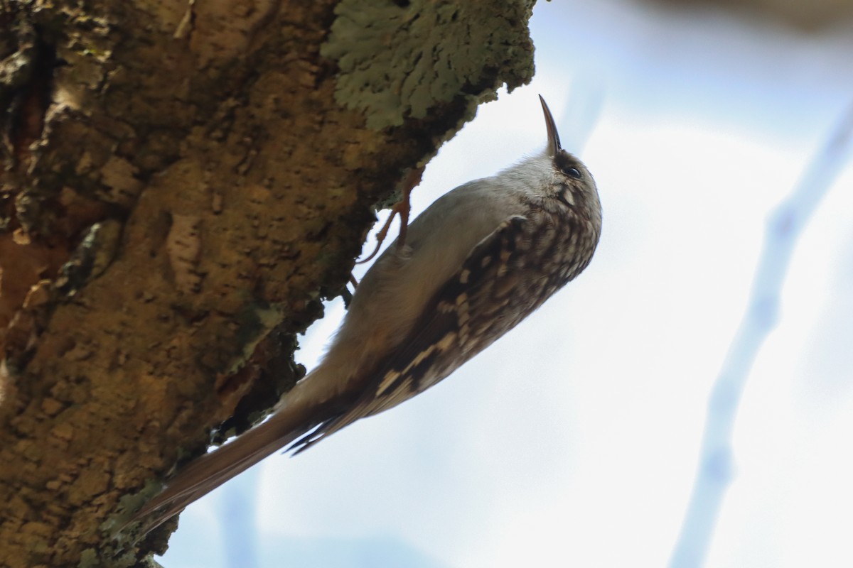 Brown Creeper - ML612105882