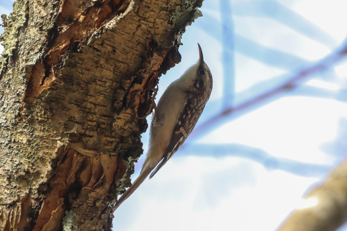 Brown Creeper - Madeline Wainscott