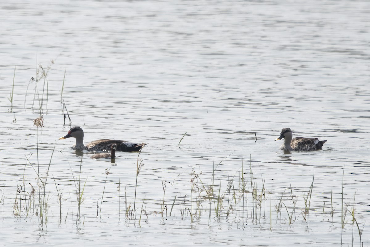 Indian Spot-billed Duck - ML612105905