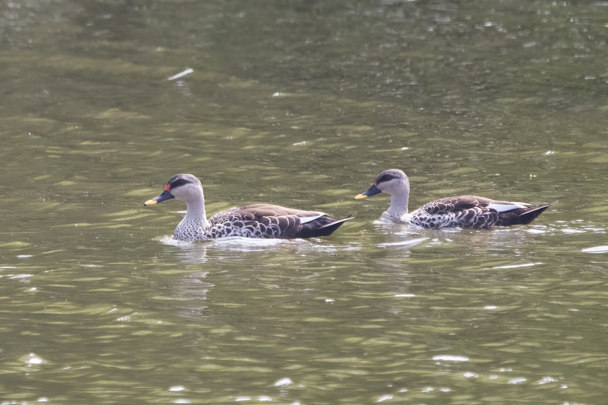 Indian Spot-billed Duck - Ravi Jesudas