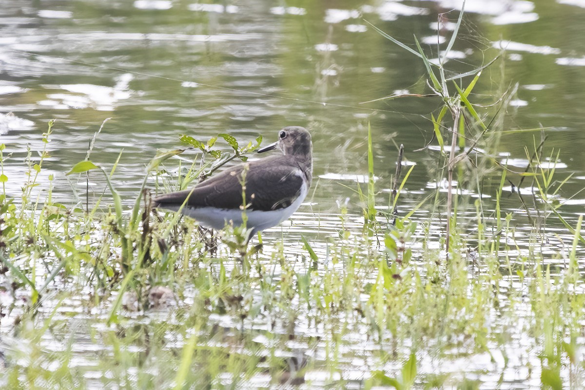 Green Sandpiper - Ravi Jesudas