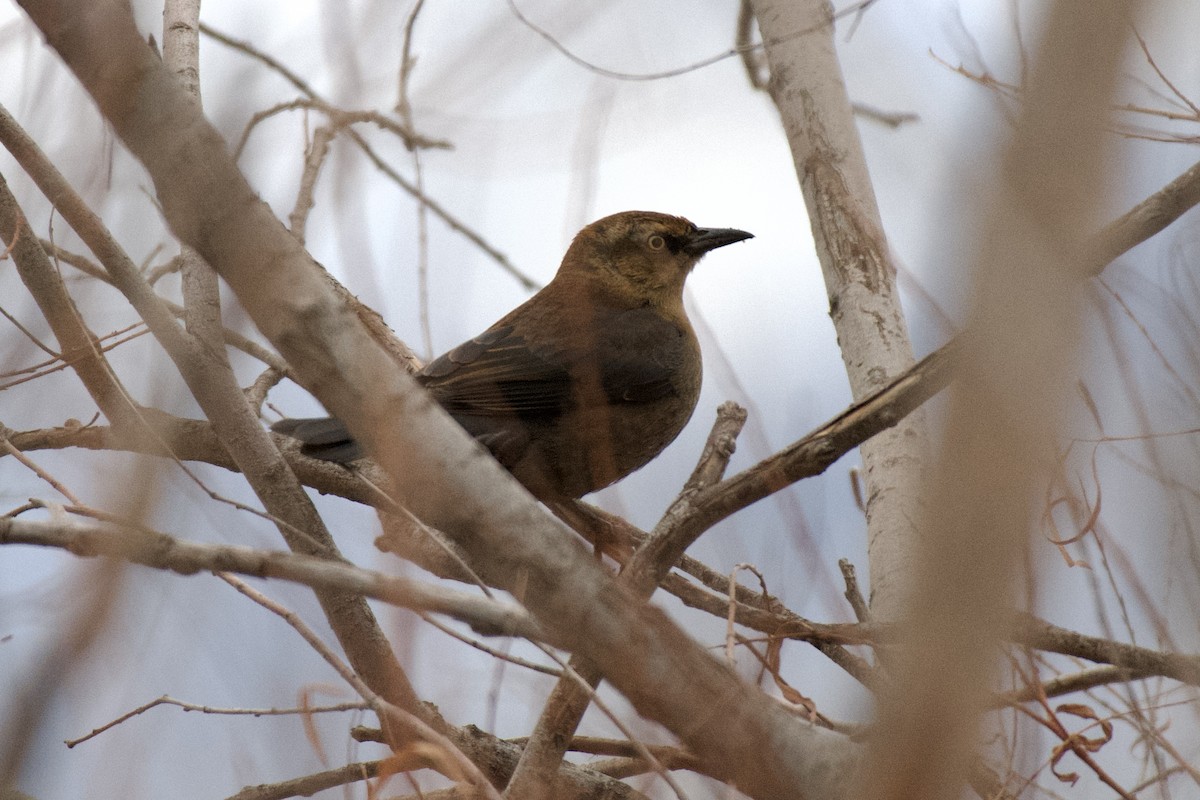 Rusty Blackbird - ML612105924